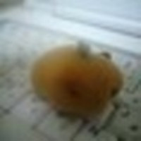 くま ちゃ