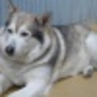 Sato Yota