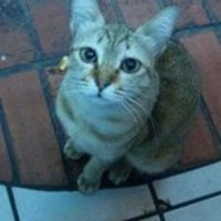 香猫 工作室