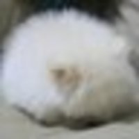 わたあめ わたあめ